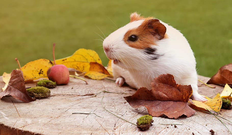 white, brown, guinea pig, wood slab, pig, fuzz, autumn, animal, guinea, pet
