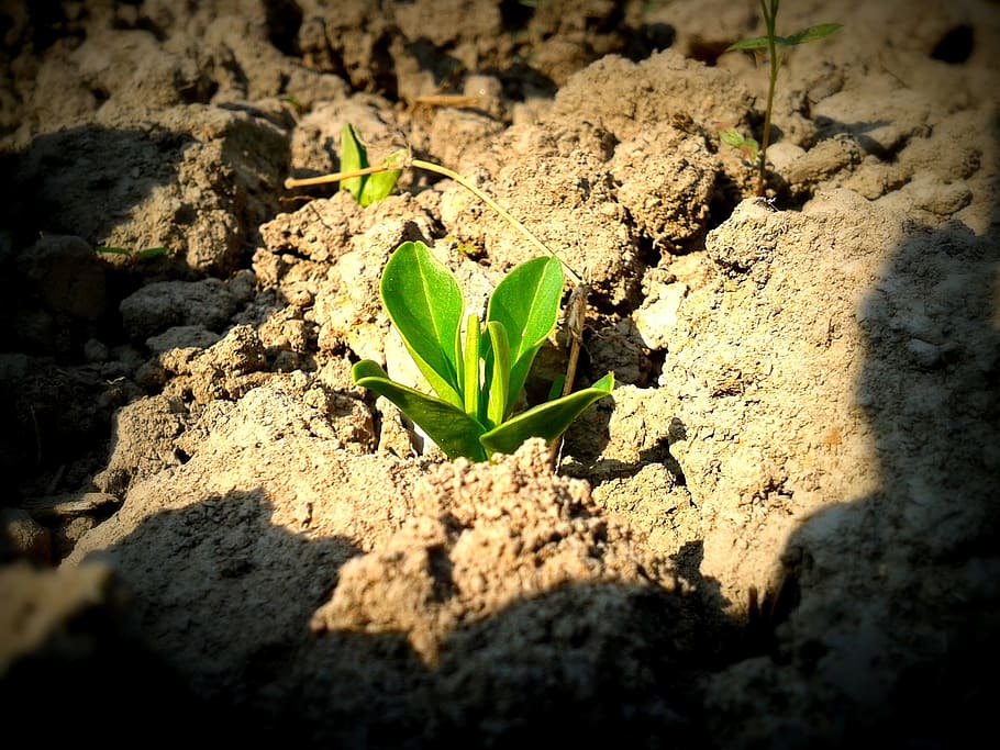 green, sprout, dry, soil, plant, sapling, seedling, growth, growing, ground