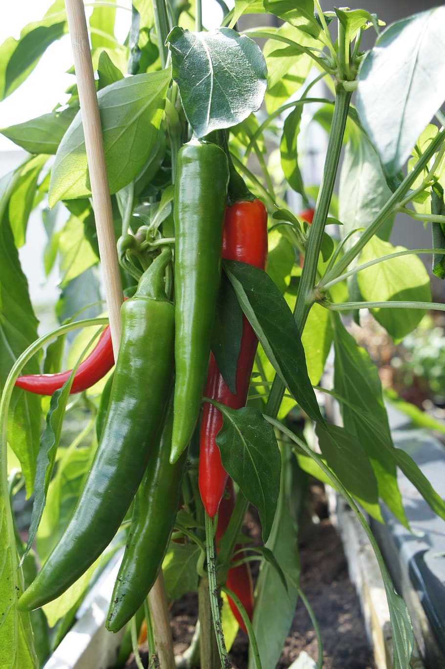chili, pepper, vegetables, plant, vegetable, green color, food, growth, food and drink, freshness