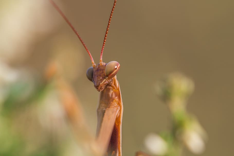 mantis, mantis religosia, mantidae, insect, eyes, antenna, petit, end, brown, evil