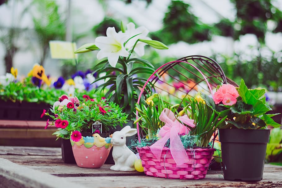 easter, easter rabbit, easter eggs, decoration, easter lily, easter basket, flowers, ornament, spring flowers, greenhouse