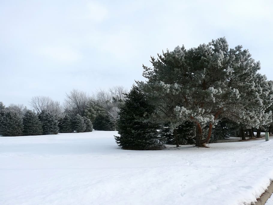 winter, snow, trees, nature, landscape, white, evergreen, tree, plant, cold temperature