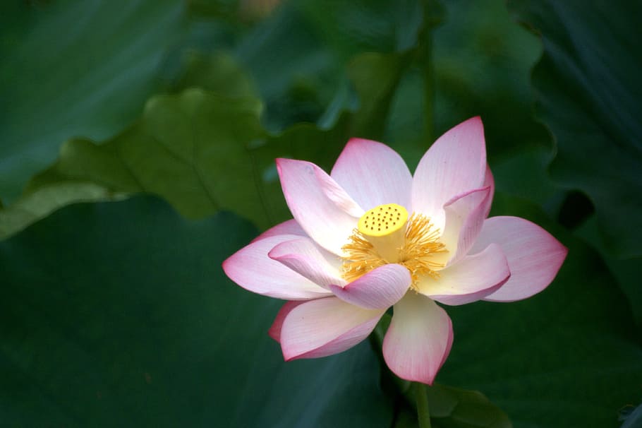 closeup, pink, white, petaled flower, yellow, leaf flower, lotus, pale pink, bloom, buddhism