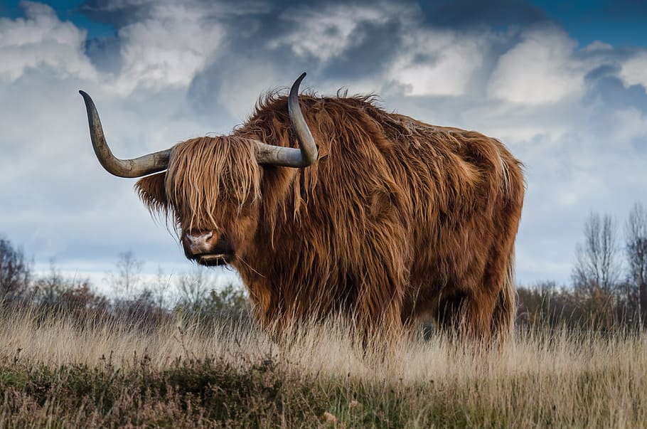large-size, long-coated, brown, gray, animal, bull, landscape, nature, mammal, meadow