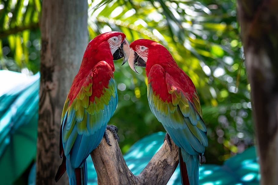 parrot, exotic, bird, animal, nature, color, tropic, macaw, feather, jungle
