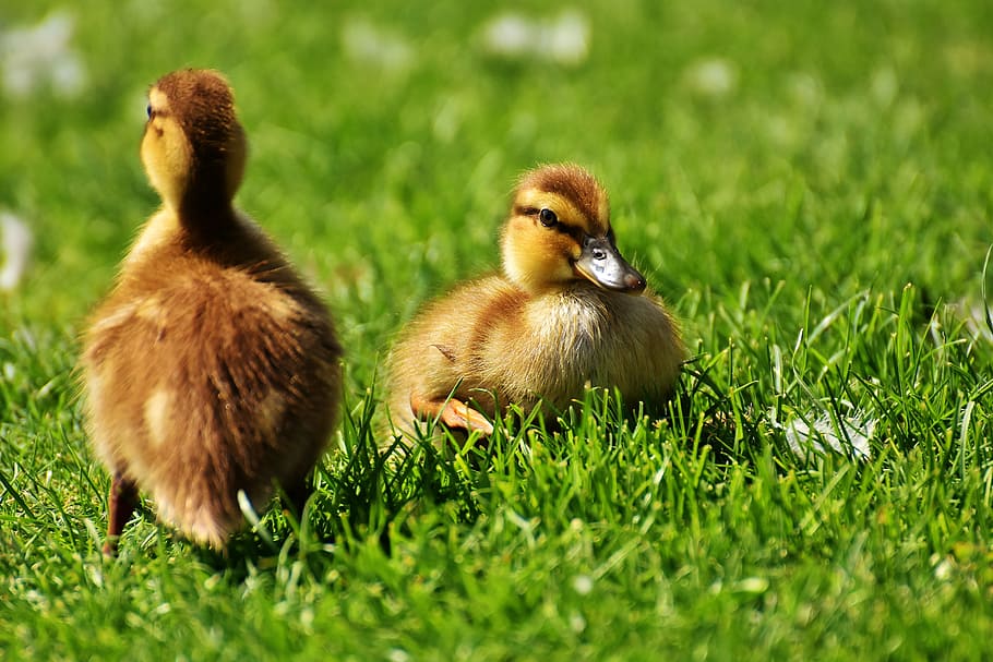 selective, focus photo, two, brown, ducklings, bed, green, grasses, selective focus, chicks