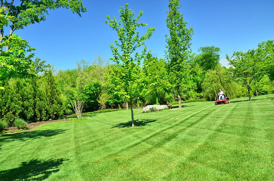 cuidado do gramado, manutenção do gramado, serviços de gramado, corte de grama, planta, árvore, cor verde, grama, natureza, céu