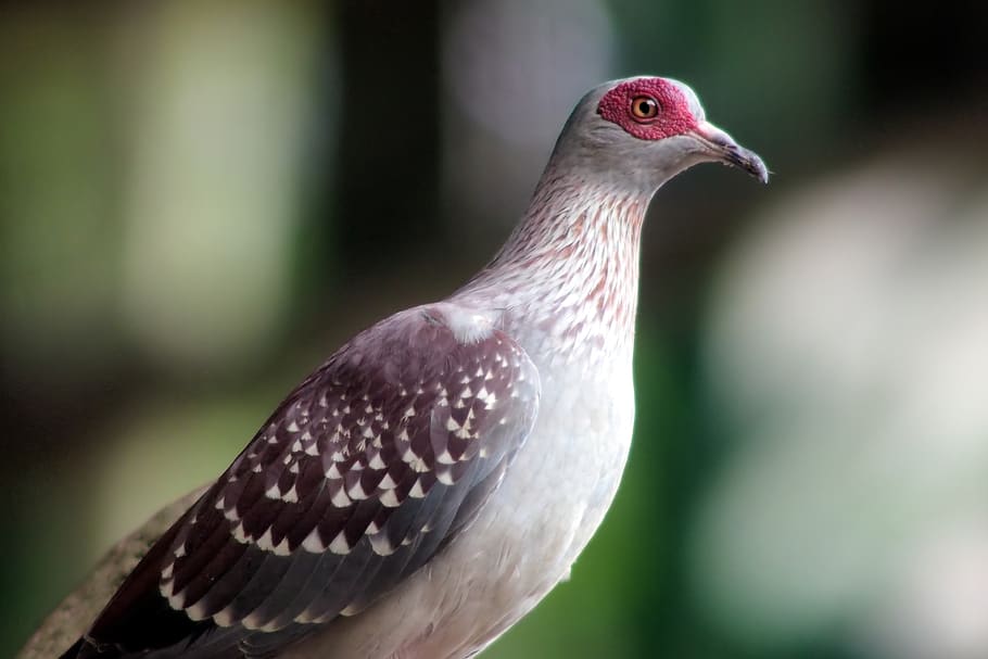 rock pigeon, perch, wild, bird, domestic, adaptive, outdoor, animal, rock, pigeon