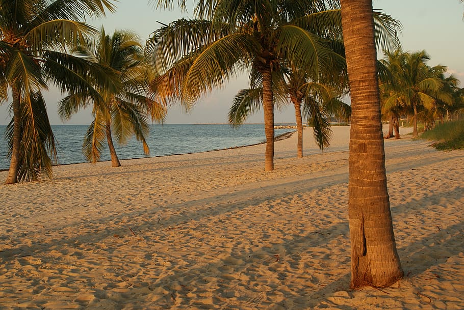 flórida, chaves da flórida, água, natureza, mar, férias, praia, estados unidos da américa, nascer do sol, palmeiras