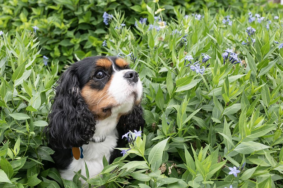 dog, cavalier, flower, plant, cute, pet, spaniel, sitting, king, charles