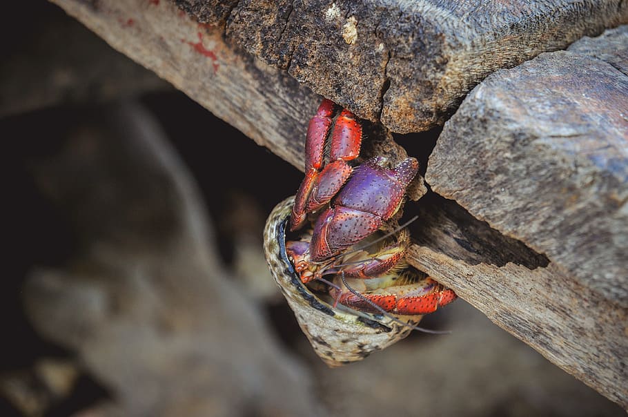 macro photography crab, wall, nature, animal world, animal, wood, close, cuba, crab, snail