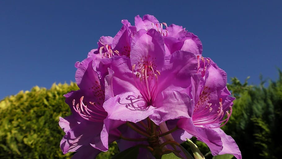 rhododendron, blossom, bloom, spring, bud, pink rhododendron, close, flowers, flower, flowering plant