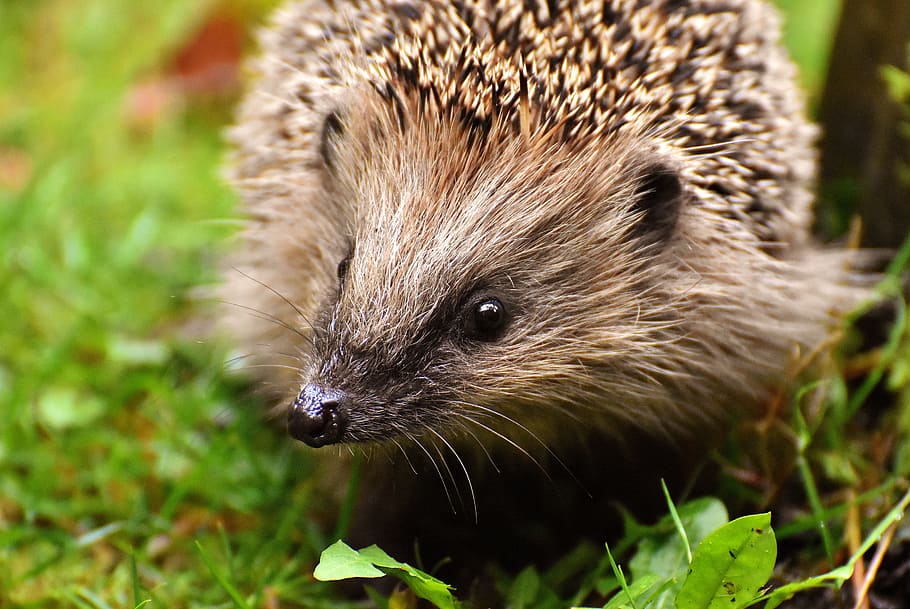 close-up photography, hedgehog, green, grass, hedgehog child, young hedgehog, animal, spur, nature, garden