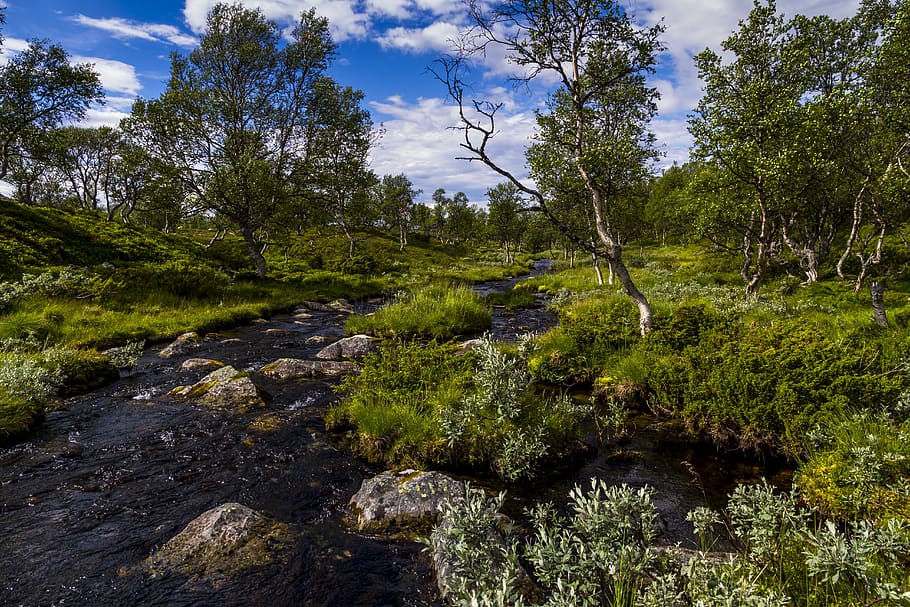 landscape, the nature of the, river, water, forest, sky, femundsmarka, plant, tree, growth