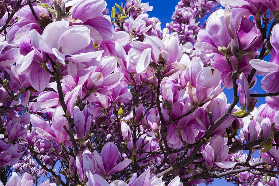 Fotos magnolia violeta libres de regalías | Pxfuel