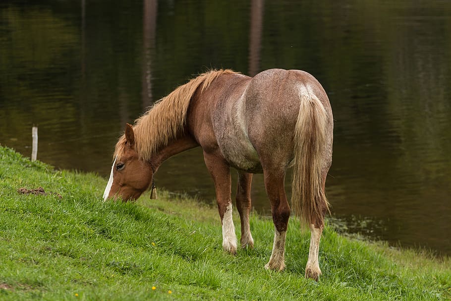 kuda, hewan, makan, hijau, rumput, air, refleksi, tema hewan, binatang menyusui, bertulang belakang