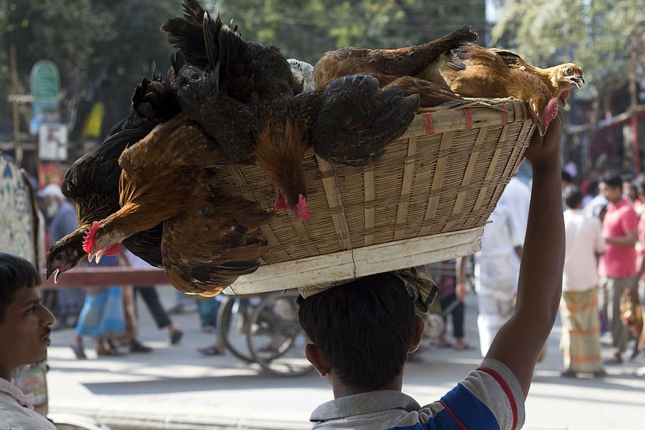 bucket of hens, dhaka, bangladesh, streets, basket, chicken, seller, real people, day, headshot