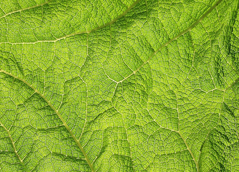 structure, nature, texture, pattern, green, background, natural, surface, flora, leaf