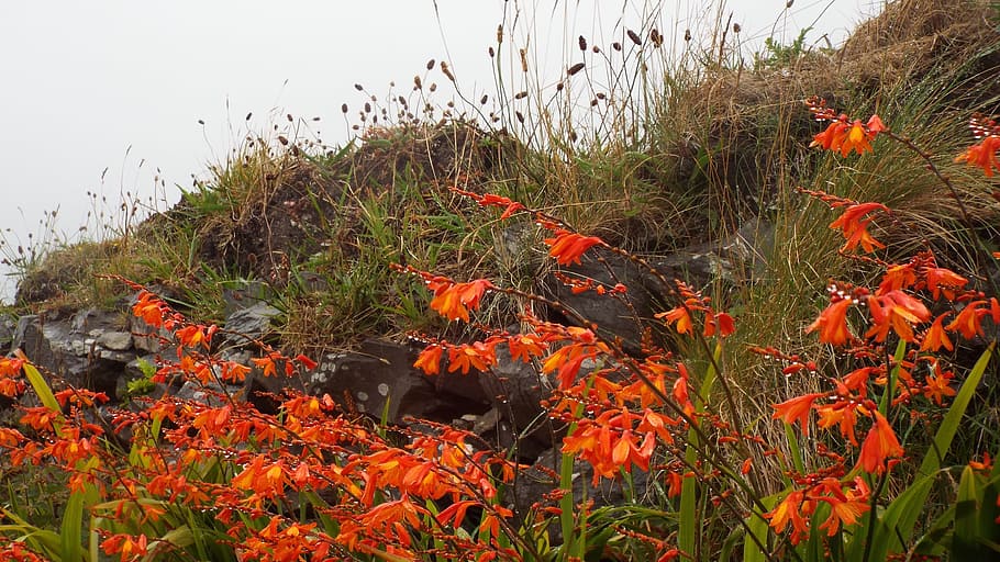 montbretia, red, flowers, ireland, irish coast, west coast ireland, red flowers, wildflowers, plant, nature