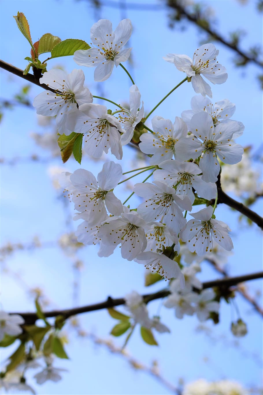 flor de cerejeira, cerejeira, branco, cereja, primavera, árvore, flor, natureza, ramo, floral