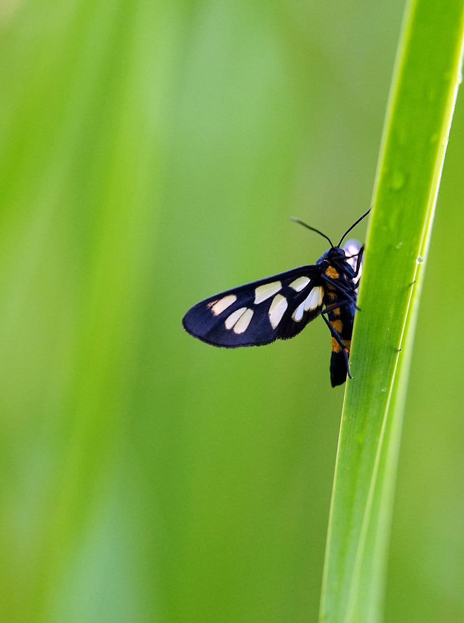 moth, green, rain, grass, nture, summer, beautiful, insect, insects, nature