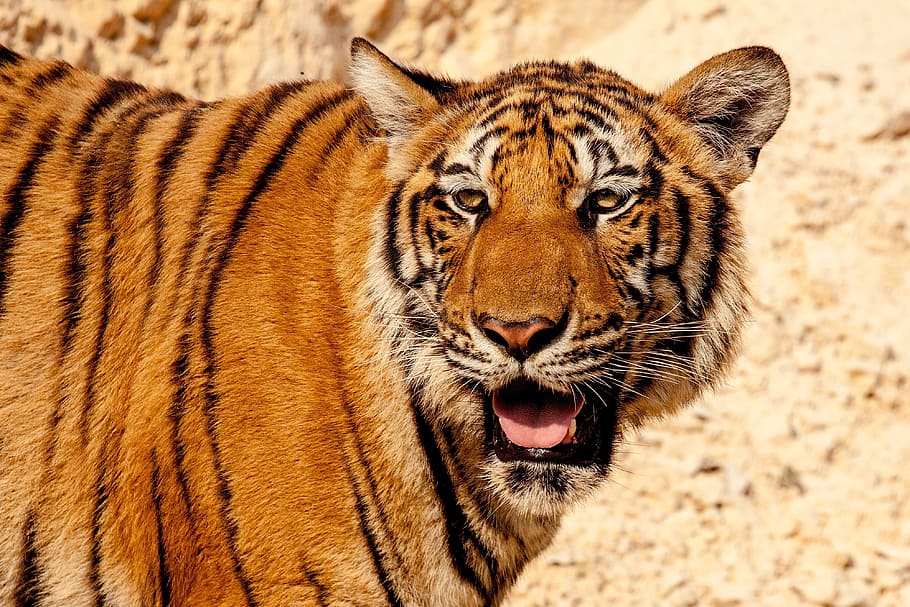 closeup, brown, black, tiger, animal, wild, wildlife, nature, cat, thailand