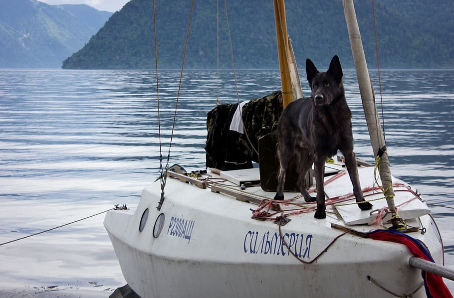 dog, yacht, altai, lake teletskoye, water, transportation, nautical vessel, mode of transportation, pets, sea