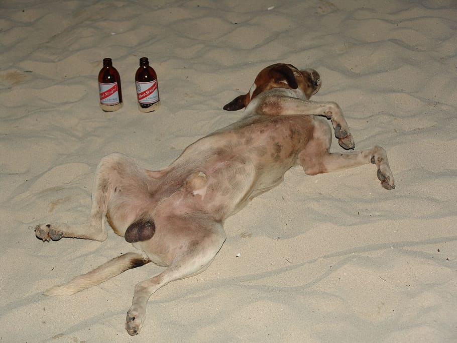 Beach, Dog, Beer, Drunk, Stripe, Move, most beach, pet, sand, water