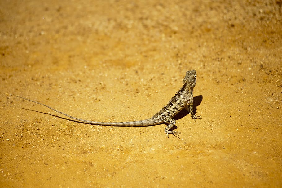 lizard on ground, wildlife, nature, reptile, animal, lizard, iguana, ground, one animal, animal wildlife