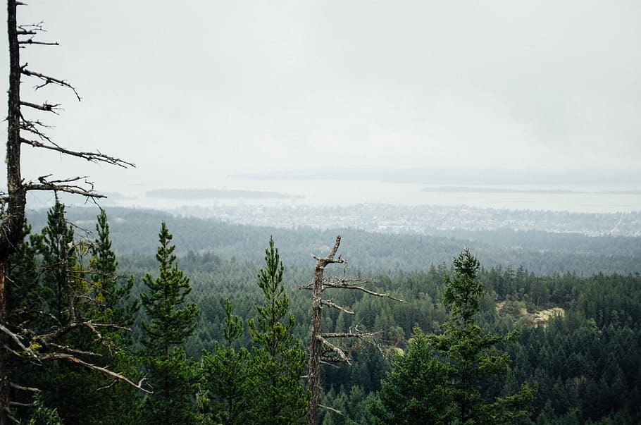 green, trees, top, view, branches, gray, landscapes, nature, tree, forest