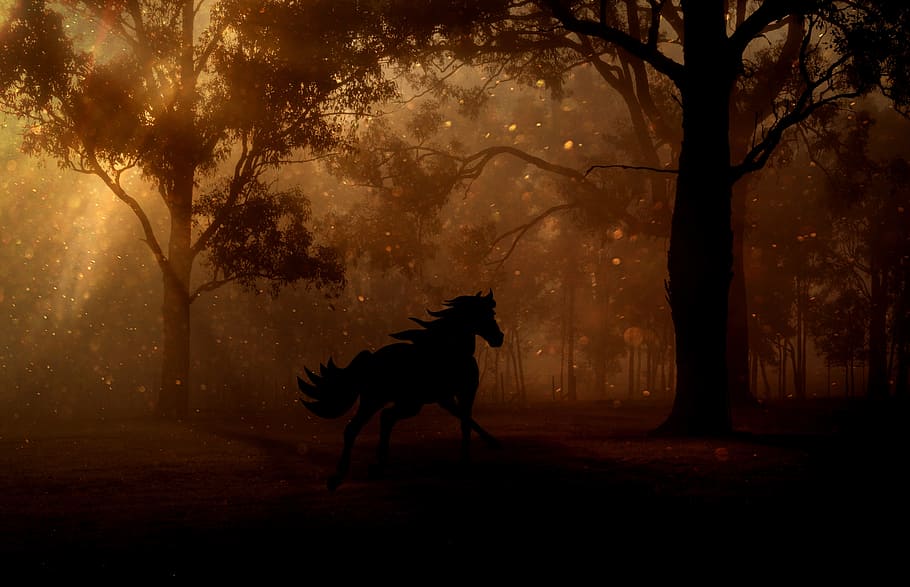 siluet, kuda, hutan, pohon, malam, berpacu, dongeng, fantasi, mamalia, satu hewan
