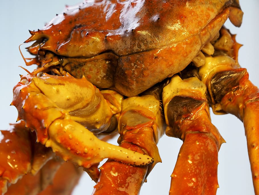 cancer, fish, creature, king crab, norway, crab, sea, meeresbewohner, food and drink, food