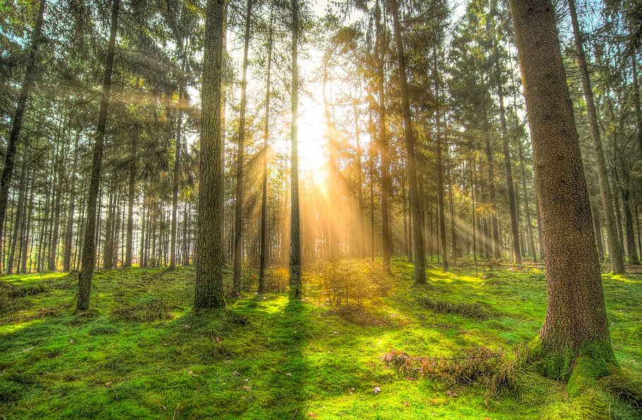 landscape photography, trees, facing, sun rays, forest, sun, shadow, green, yellow, nature