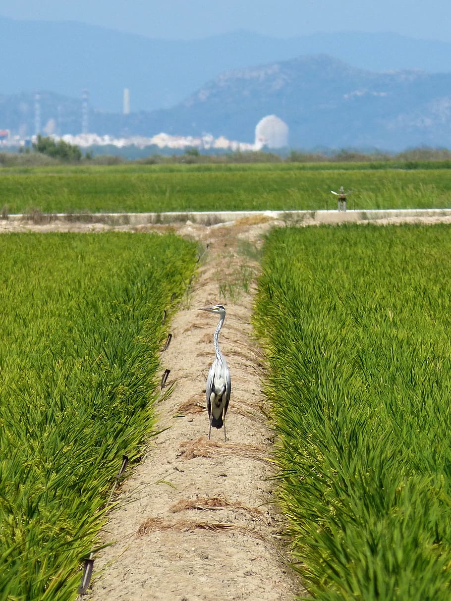 Ebro Delta, Paddy, Kingfisher, Nuclear, one animal, agriculture, farm, field, rural scene, nature