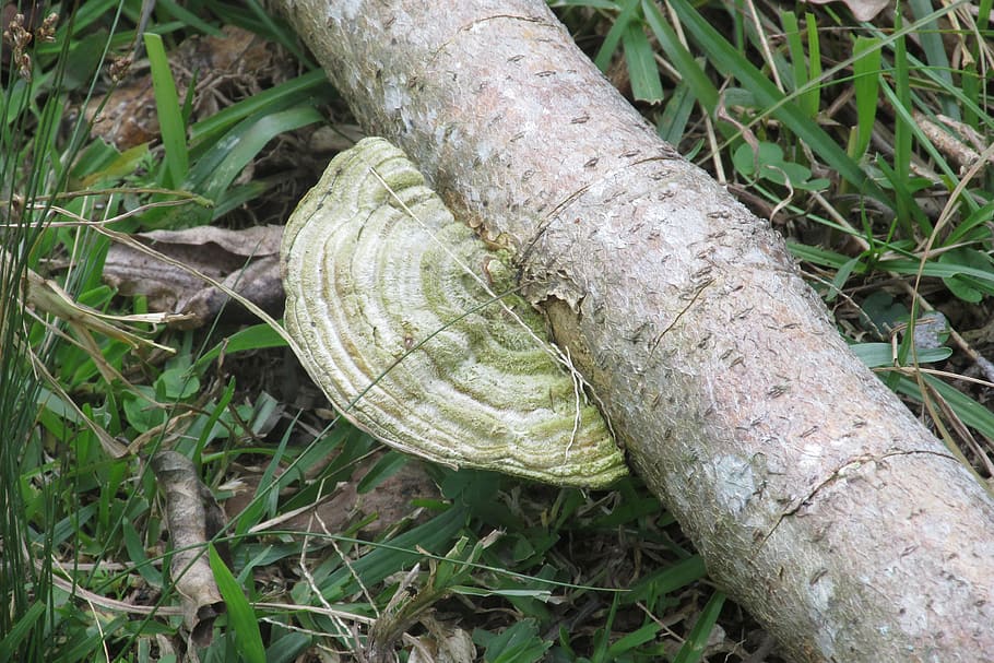 fungus, ear nerve, trunk, plant, land, close-up, nature, day, field, growth