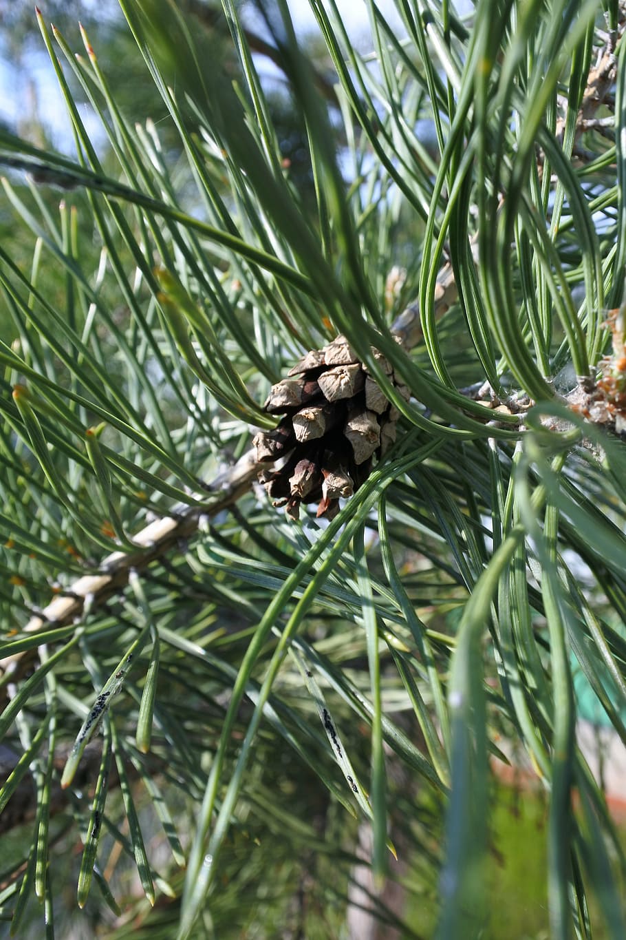 spruce, closeup, pine cone, plant, trees, nature, summer, branch, needles, growth
