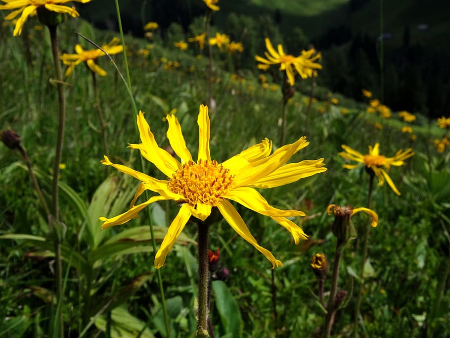 arnica, arnica montana, mountain well-to-hire, yellow, medicinal plant, blossom, bloom, plant, flora, yellow flowers