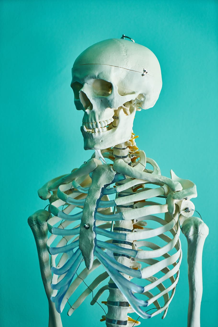 skeleton, head, human, symbol, skull, dead, bone, death, horror, halloween