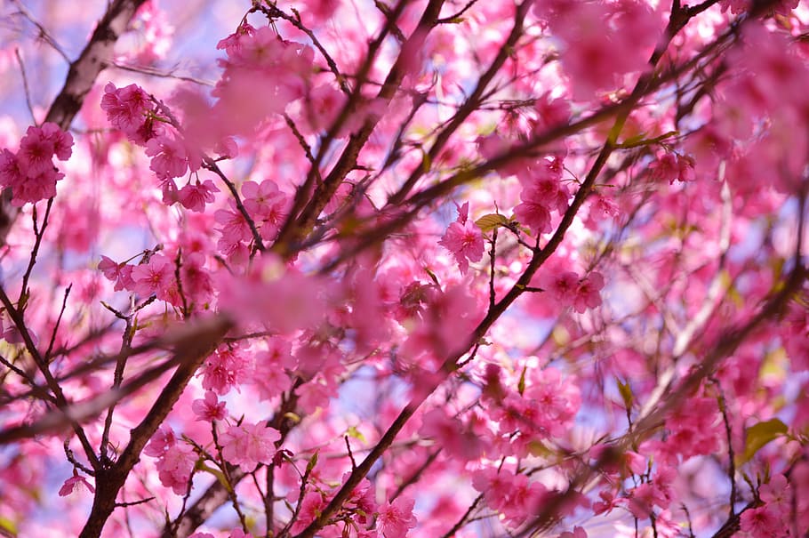foto tertutup, warna merah muda, ceri, mekar, pohon, bunga, batang, alam, indah, tanaman