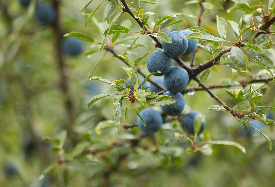 Blackthorn, Fruit, schlehe, schlehendorn, heckendorn, german acacia, wild fruit, urpflaume, blue, berries