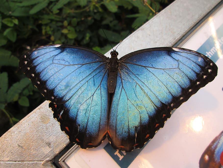 morpho butterfly perching, white, wooden, frame, sky butterfly, edelfalter, butterfly, blue morphofalter, wing, insect
