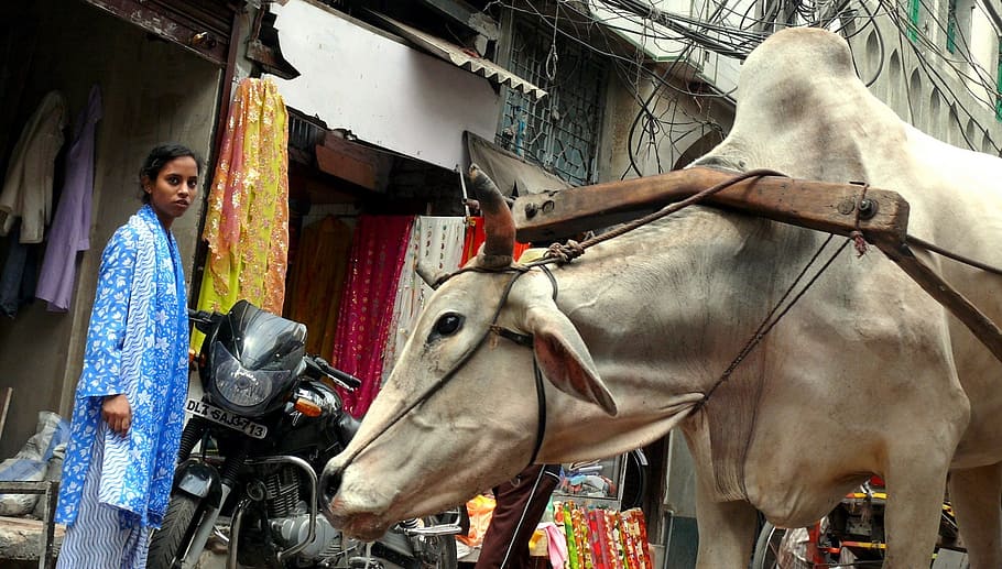 woman, standing, motorcycle, white, cow, new delhi, india, work, the burden of, fatigue