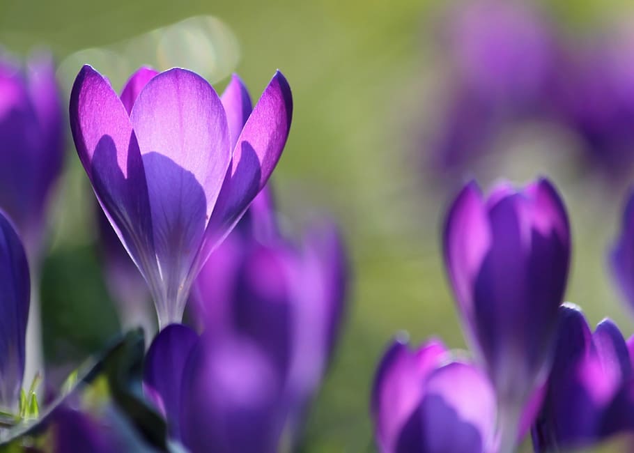 selective, focus photo, purple, petaled flower, crocus, blossom, bloom, flower, close, spring