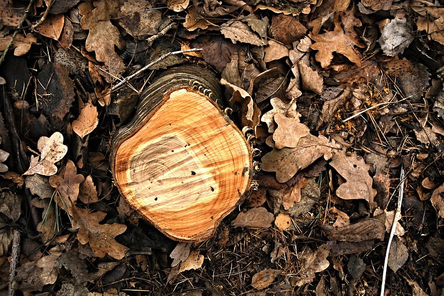 Stump, Birch, Rings, Oak, Leaves, oak leaves, defeated, tree, needles, log