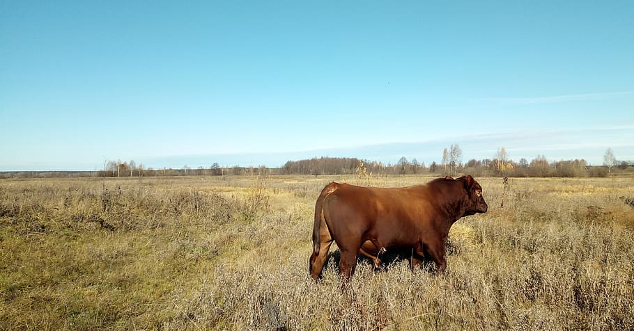 bull, breed, red bull, cow, field, shearling, grass, thickets, animal, farm