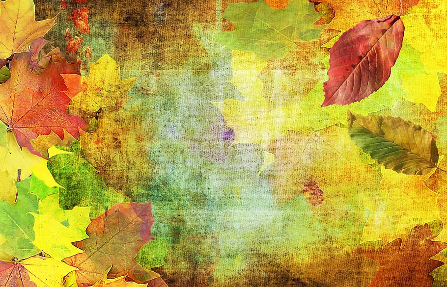 berbagai macam lukisan daun, musim gugur, latar belakang, muncul, oktober, daun, maple, beech, alam, tentu saja