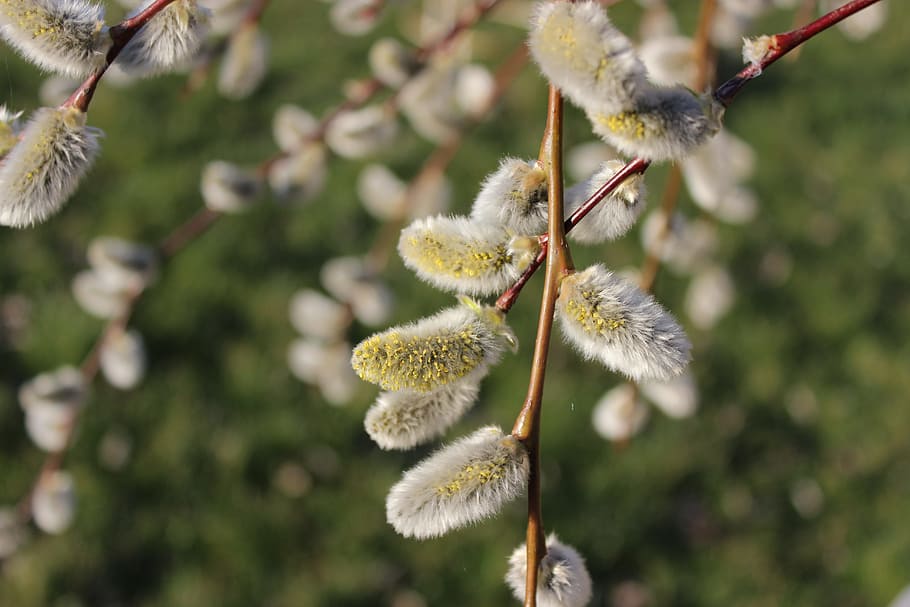 Spring, Verba, Willow, Kidney, Macro, dissolved, nature, growth, plant, day