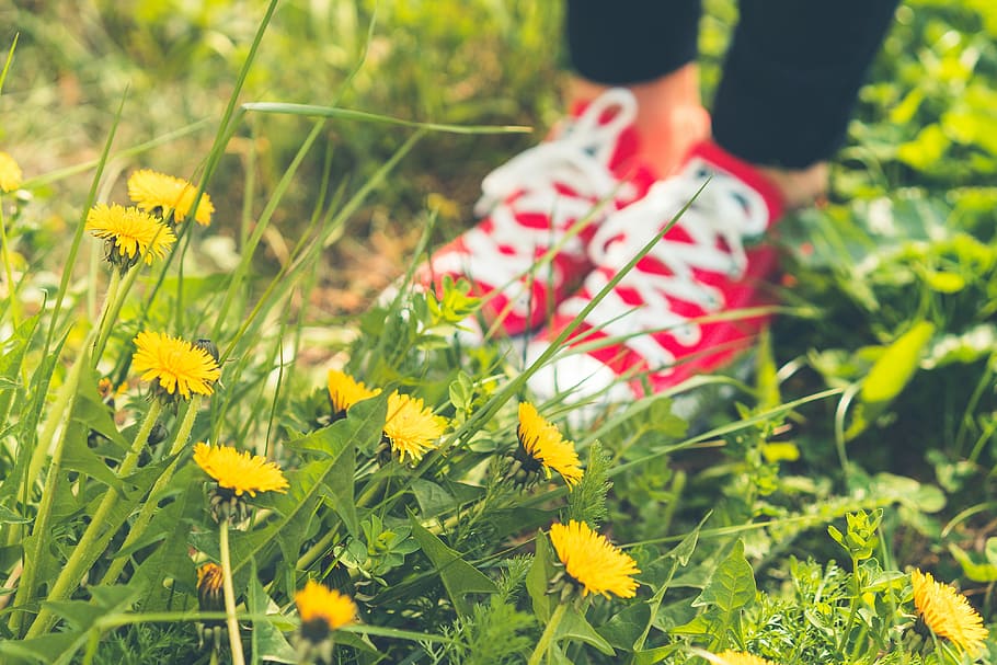 red, happy, Shoes, Grass, Dandelions, girl, people, summer, woman, outdoors