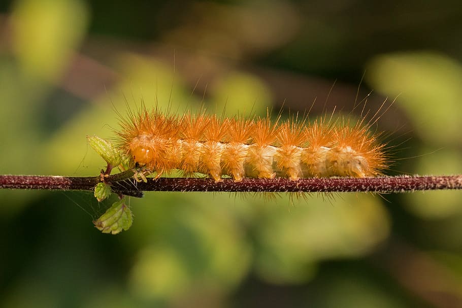orange, moth caterpillar, brown, tree branch, caterpillar, hairy, hair, phragmatobia fuliginosa, bear spinner, macro