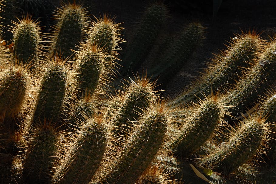 fotografía de primer plano, verde, cactus, marruecos, jardín, luz, marrakech, exótico, claroscuro, planta suculenta